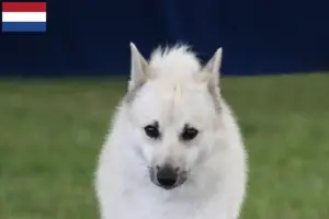 Read more about the article Opdrættere og hvalpe af norsk buhund i Holland