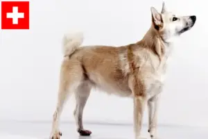 Read more about the article Norske Buhund-opdrættere og hvalpe i Schweiz
