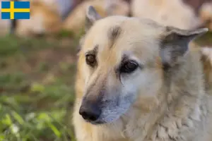 Read more about the article Norsk Buhund opdrætter og hvalpe i Sverige