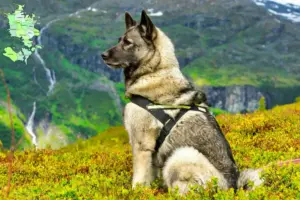 Read more about the article Norsk elghund opdrætter og hvalpe i Sjælland