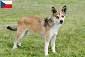 Read more about the article Norske lundehundeopdrættere og hvalpe i Tjekkiet