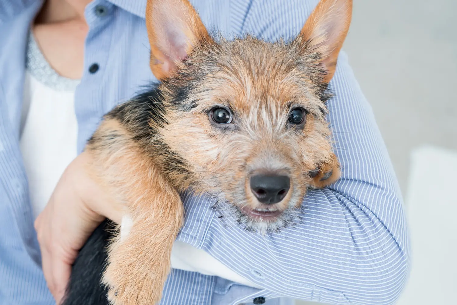 At købe en Norwich Terrier-hvalp betyder at tage ansvar! Køb Norwich Terrier hvalpe.