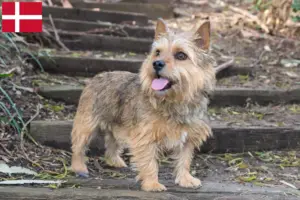 Read more about the article Norwich Terrier opdrættere og hvalpe i Danmark