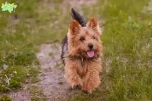 Read more about the article Norwich Terrier opdrættere og hvalpe i Midtjylland