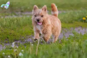 Read more about the article Norwich Terrier opdrættere og hvalpe i Nordjylland