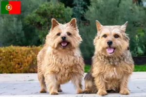 Read more about the article Norwich Terrier opdrættere og hvalpe i Portugal