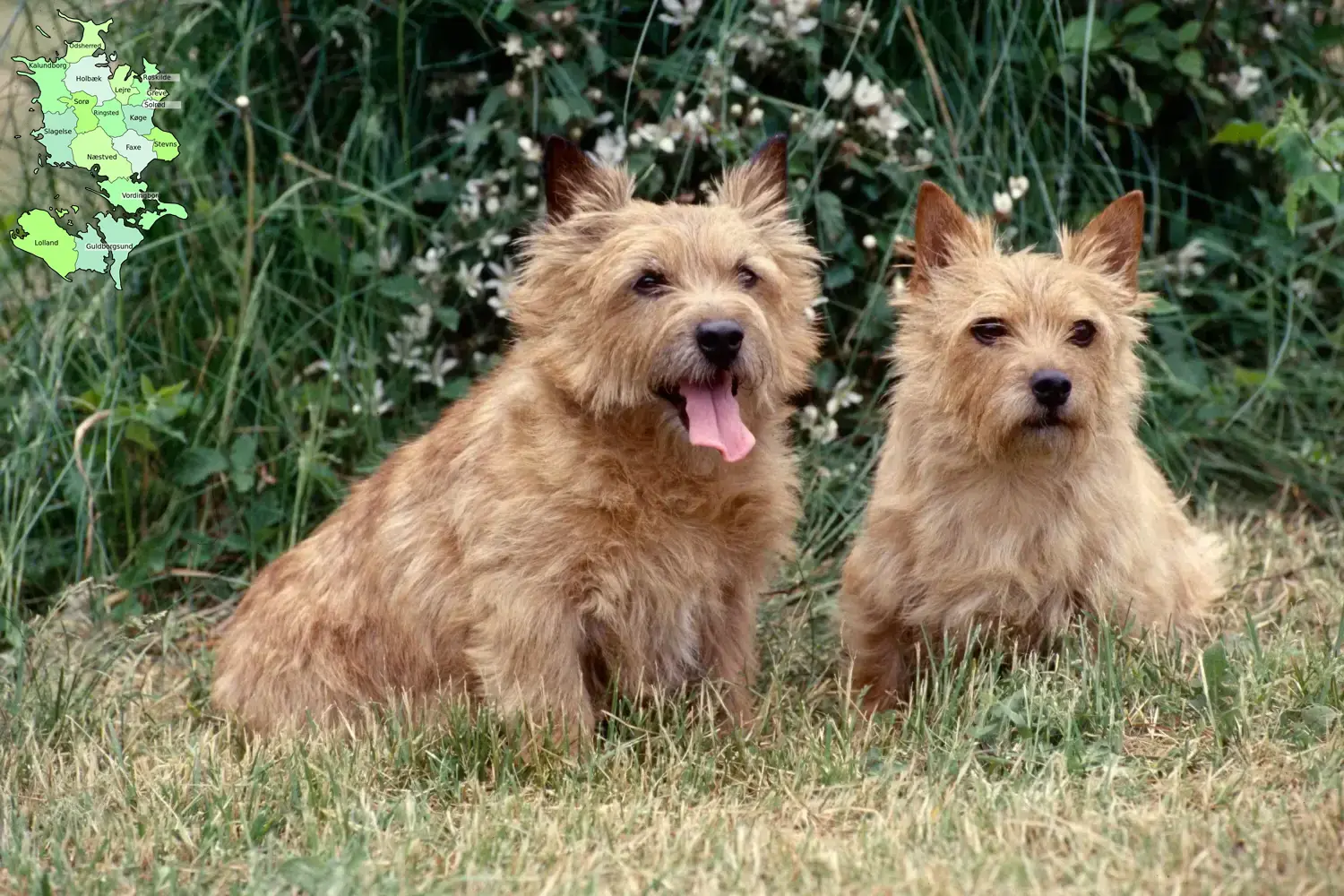 Norwich Terrier hvalpe og opdrættere Sjælland Find opdrættere af Norwich Terrier på Sjælland her.