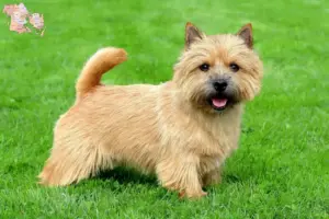 Read more about the article Norwich Terrier opdrættere og hvalpe i Syddanmark