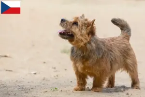 Read more about the article Norwich Terrier opdrættere og hvalpe i Tjekkiet