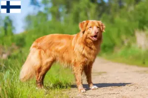 Read more about the article Nova Scotia Duck Tolling Retriever opdrættere og hvalpe i Finland