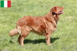 Read more about the article Nova Scotia Duck Tolling Retriever opdrættere og hvalpe i Italien