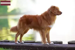 Read more about the article Nova Scotia Duck Tolling Retriever opdrættere og hvalpe i Letland