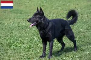 Read more about the article Østeuropæisk hyrdehundeopdrætter og hvalpe i Holland