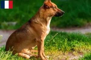 Read more about the article Østrigsk Pinscher opdrætter og hvalpe i Frankrig