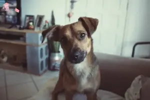 Read more about the article Østrigsk Pinscher opdrætter og hvalpe i Hovedstaden