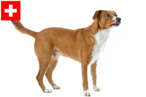 Read more about the article Østrigsk Pinscher opdrætter og hvalpe i Schweiz