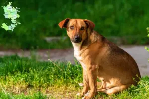 Read more about the article Østrigsk Pinscher opdrætter og hvalpe i Sjælland