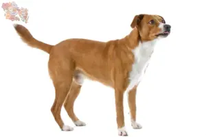 Read more about the article Østrigsk Pinscher opdrætter og hvalpe i Syddanmark