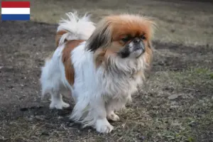 Read more about the article Pekingese-opdrættere og hvalpe i Holland