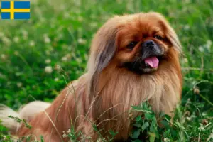 Read more about the article Pekingese-opdrættere og hvalpe i Sverige