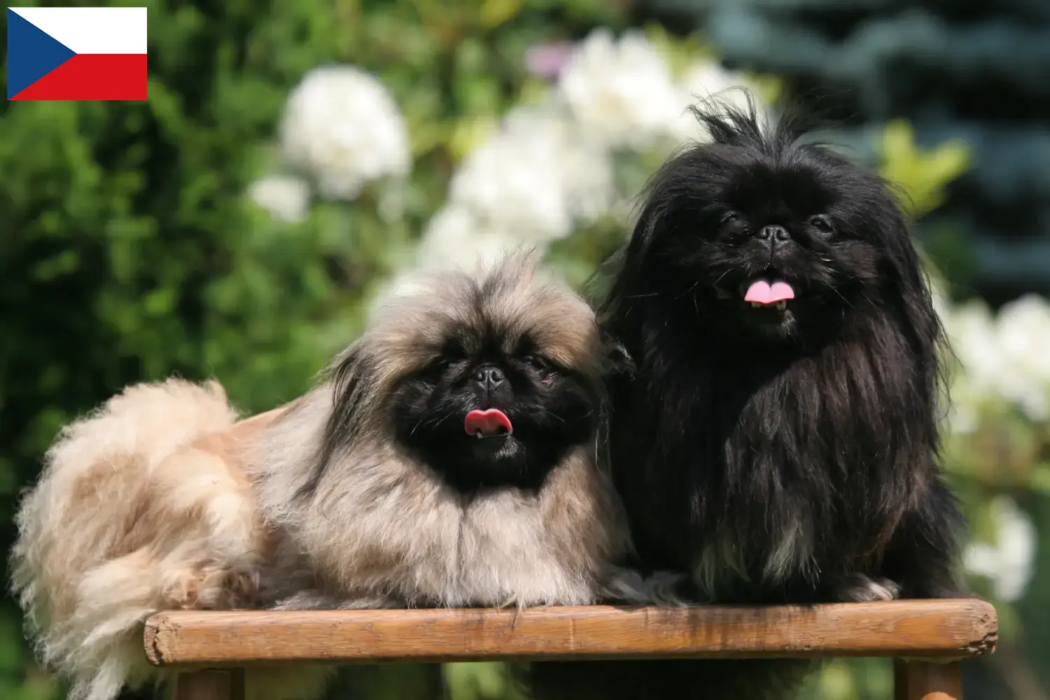 Read more about the article Opdrættere af pekingesere og hvalpe i Tjekkiet