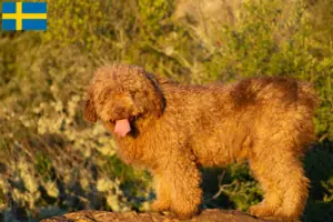Read more about the article Perro de Agua Español opdrættere og hvalpe i Sverige
