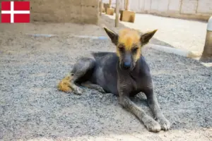 Read more about the article Peruviansk hårløs hundeopdrætter og hvalpe i Danmark