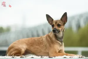 Read more about the article Peruviansk hårløs hundeopdrætter og hvalpe i Hovedstaden