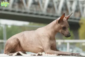 Read more about the article Peruviansk hårløs hundeopdrætter og hvalpe i Midtjylland