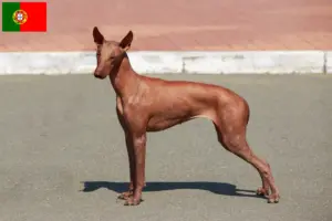 Read more about the article Peruviansk hårløs hundeopdrætter og hvalpe i Portugal