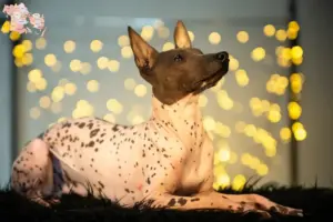 Read more about the article Peruviansk hårløs hundeopdrætter og hvalpe i Syddanmark