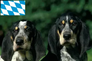 Read more about the article Petit Bleu de Gascogne opdrættere og hvalpe i Bayern