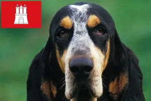 Read more about the article Petit Bleu de Gascogne opdrættere og hvalpe i Hamborg