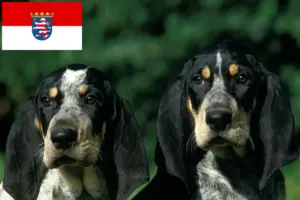 Read more about the article Petit Bleu de Gascogne opdrættere og hvalpe i Hessen