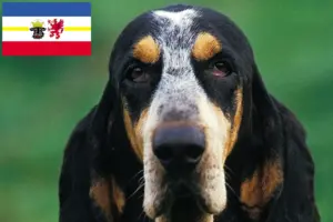 Read more about the article Petit Bleu de Gascogne opdrættere og hvalpe i Mecklenburg-Vorpommern