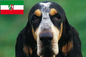 Read more about the article Petit Bleu de Gascogne opdrættere og hvalpe i Nordrhein-Westfalen