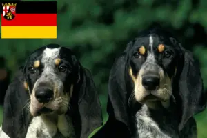 Read more about the article Petit Bleu de Gascogne opdrættere og hvalpe i Rheinland-Pfalz