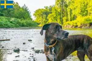 Read more about the article Plott Hound opdrættere og hvalpe i Sverige