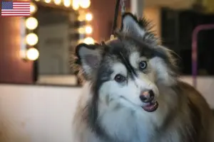 Read more about the article Pomsky-opdrættere og hvalpe i USA