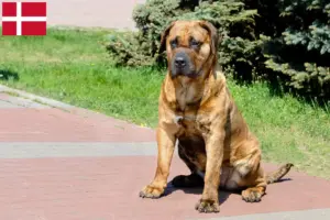 Read more about the article Presa Canario opdrættere og hvalpe i Danmark