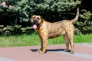 Read more about the article Presa Canario opdrættere og hvalpe i Hovedstaden