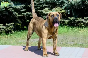 Read more about the article Presa Canario opdrættere og hvalpe i Midtjylland