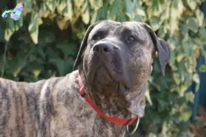 Read more about the article Presa Canario opdrættere og hvalpe i Nordjylland