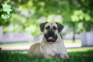 Read more about the article Presa Canario opdrættere og hvalpe på Sjælland