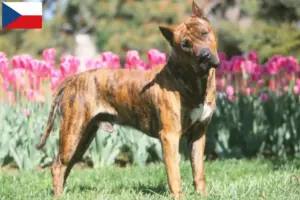 Read more about the article Presa Canario-opdrættere og hvalpe i Tjekkiet
