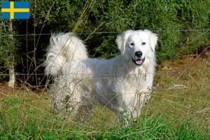 Read more about the article Pyrenæerhundeopdrættere og hvalpe i Sverige