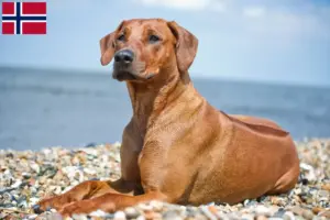 Read more about the article Rhodesian Ridgeback opdrættere og hvalpe i Norge
