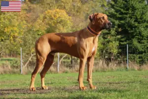 Read more about the article Rhodesian Ridgeback opdrættere og hvalpe i USA