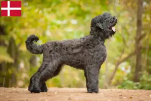Read more about the article Russisk sort terrier opdrætter og hvalpe i Danmark