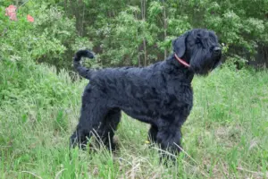 Read more about the article Russisk Sort Terrier opdrætter og hvalpe i Hovedstaden